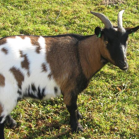 Le Paradis Des Animaux Coublevie エクステリア 写真