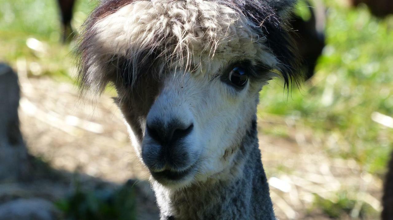 Le Paradis Des Animaux Coublevie エクステリア 写真