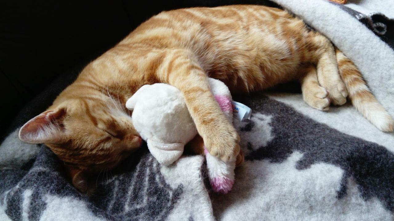 Le Paradis Des Animaux Coublevie エクステリア 写真