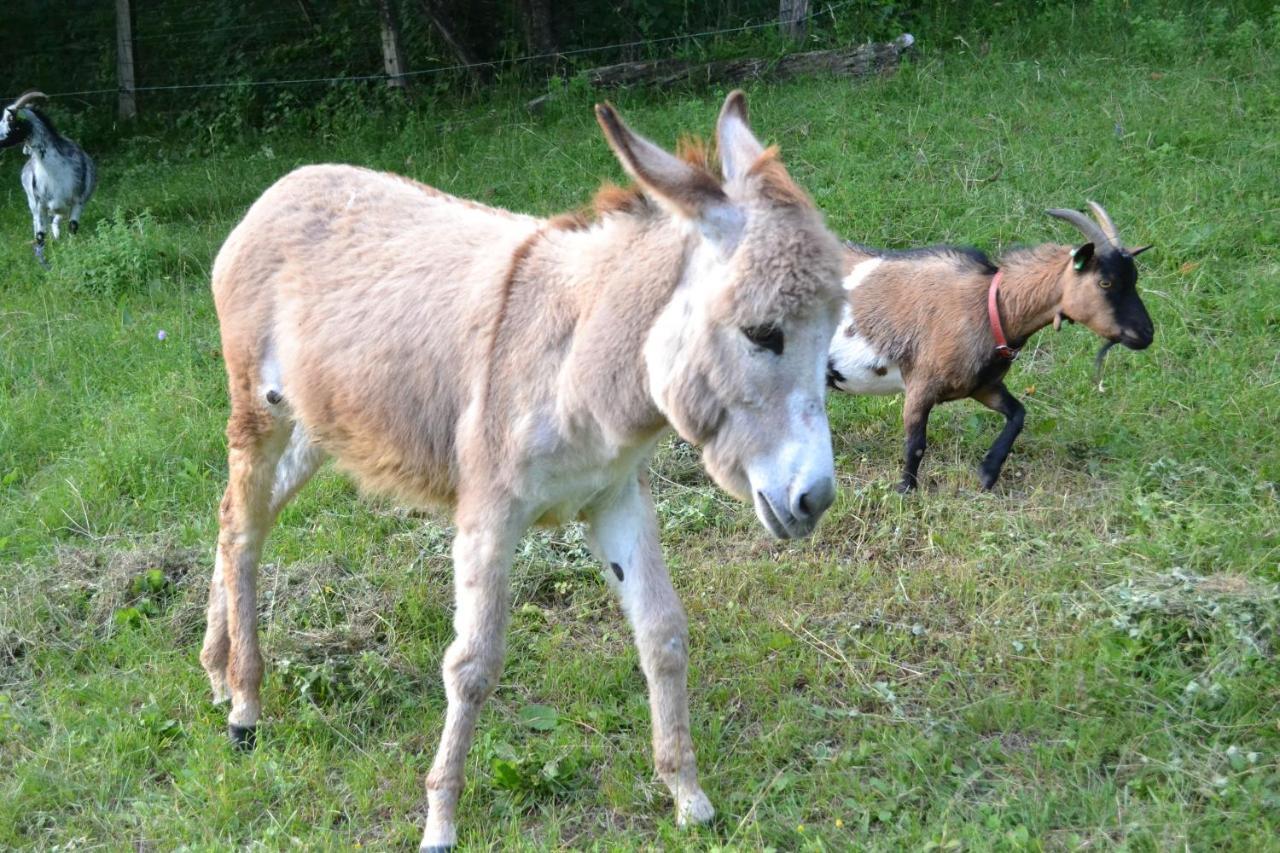 Le Paradis Des Animaux Coublevie エクステリア 写真